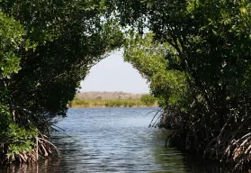 "Las Chelemeras": Mujeres mayas que restauran la paz desde los manglares de Yucatán