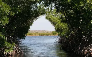 “Las Chelemeras”: Mujeres mayas que restauran la paz desde los manglares de Yucatán