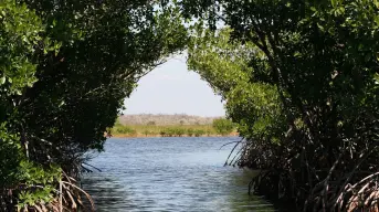“Las Chelemeras”: Mujeres mayas que restauran la paz desde los manglares de Yucatán