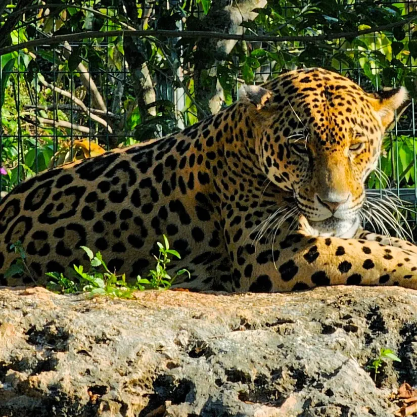 Alimentar a un jaguar en el santuario de animales Vallazoo. Foto; Facebook Vallazoo