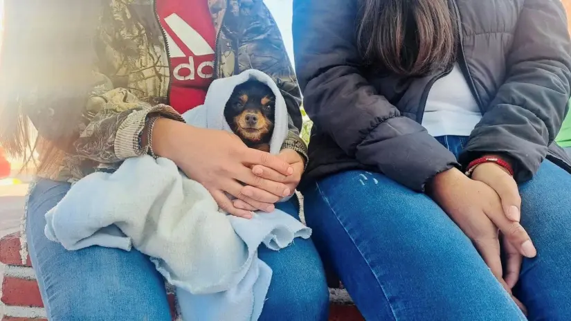 Esteriliza a tu perrito y gato en Aguascalientes. Foto: Cortesía