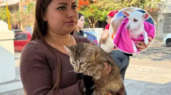 Esteriliza a tu perrito y gato sin que te cueste nada en Aguascalientes; fechas