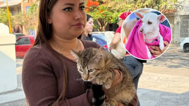 Esterilizaciones gratuitas en el municipio de Aguascalientes. Foto: Cortesía