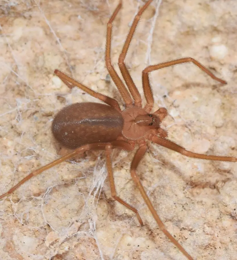 Conoce cuáles son las características de la araña violinista. Foto: National Geographic. Conoce cuáles son las características de la araña violinista. Foto: National Geographic.