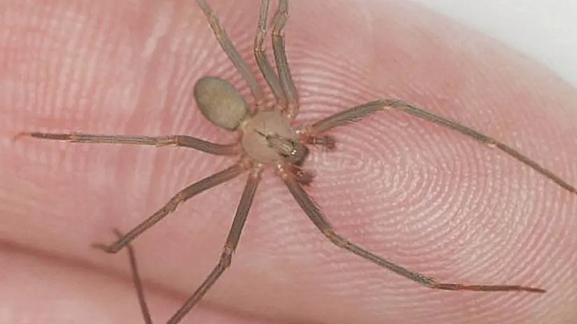 Actúa con rapidez ante una mordedura de araña violinista. Foto: Cortesía. Actúa con rapidez ante una mordedura de araña violinista. Foto: Cortesía.