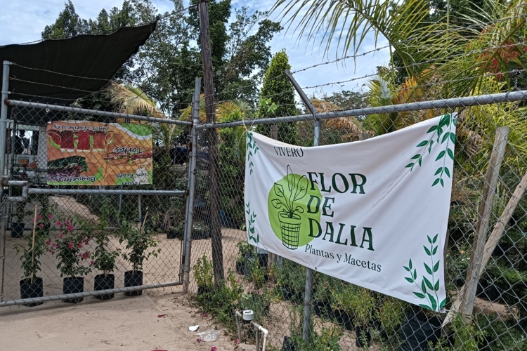 Don Luis y el vivero Flor de Dalia: 30 años cultivando vida con pasión y sabiduría en Culiacán