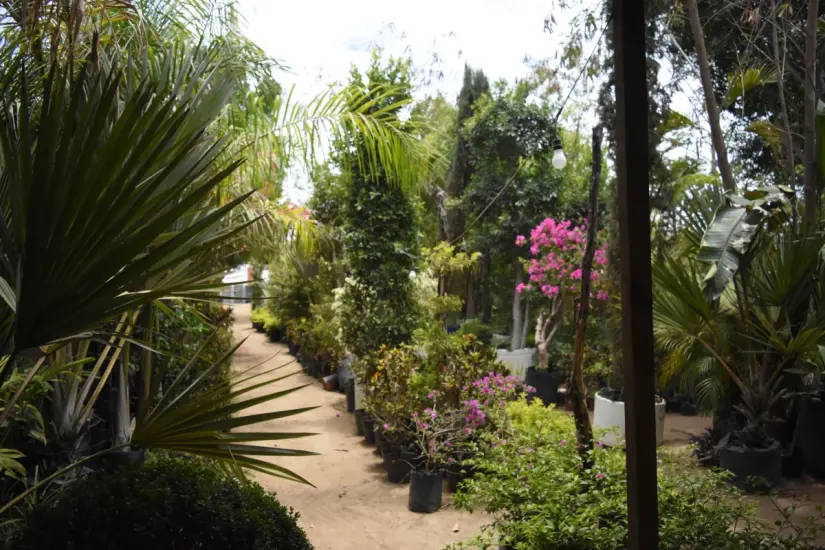 imagen recuadro En el vivero de don Luis, su clientela no solo compra plantas, adquiere una forma distinta de ver el mundo a través de ellas.