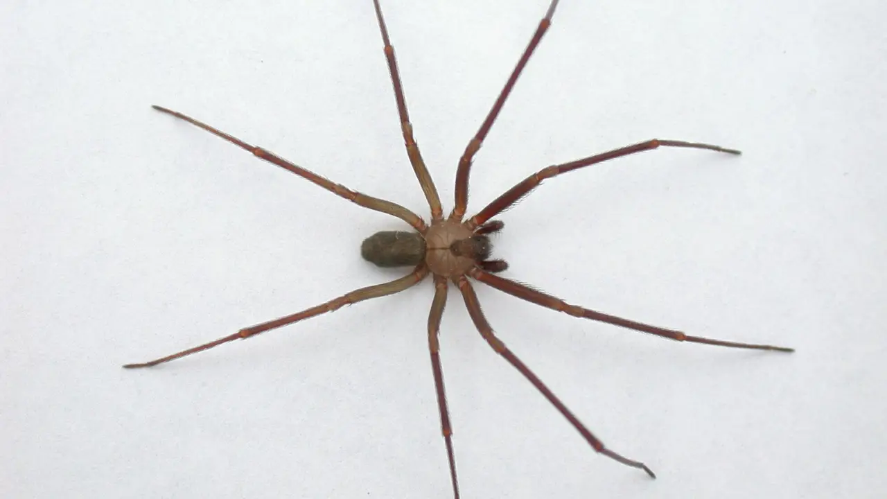 Estas son las características de la araña violinista. Foto: Cortesía.