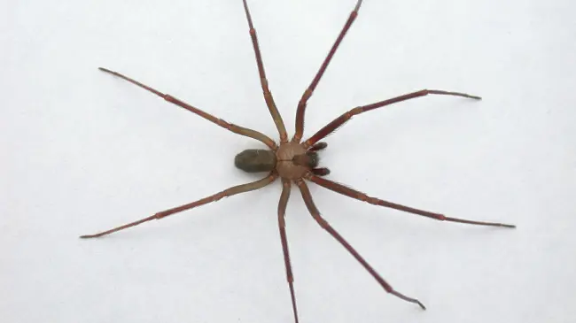 Estas son las características de la araña violinista. Foto: Cortesía.