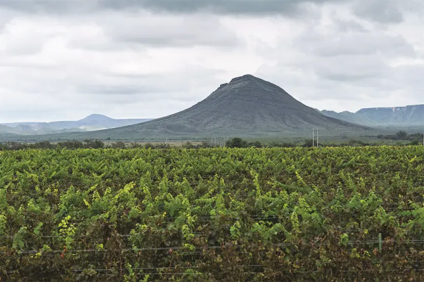 Conoce más acerca de Parras de la Fuente, en Coahuila. Foto: Secretaría de Turismo. Conoce más acerca de Parras de la Fuente, en Coahuila. Foto: Secretaría de Turismo.