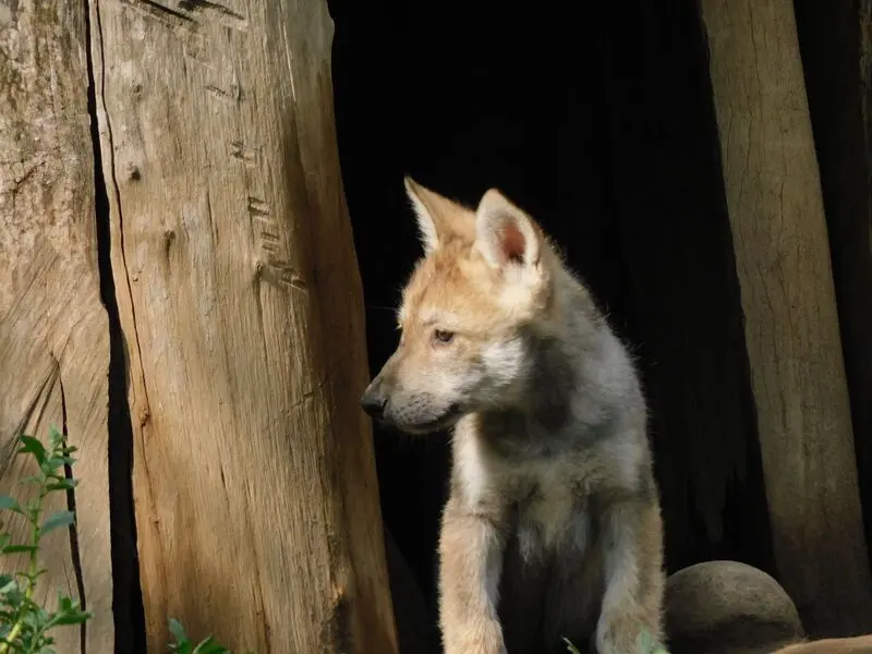 Cría de lobo mexicano. Foto: Secretaría del Medio Ambiente Cría de lobo mexicano. Foto: Secretaría del Medio Ambiente