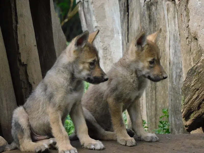 Nacimiento de crías de lobo mexicano. Foto: Forbes México Nacimiento de crías de lobo mexicano. Foto: Forbes México