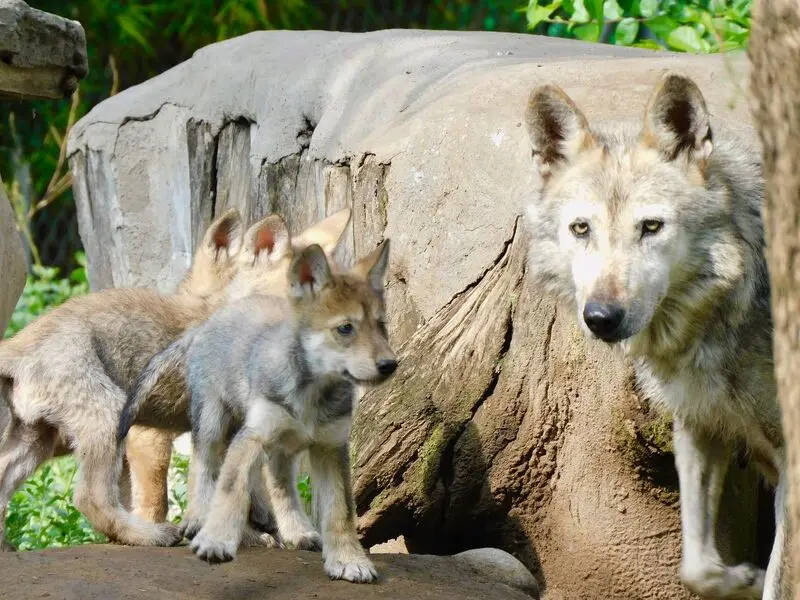 Nacimiento de ejemplares de lobo mexicano. Foto: Secretaría el Medio Ambiente. Nacimiento de ejemplares de lobo mexicano. Foto: Secretaría el Medio Ambiente.