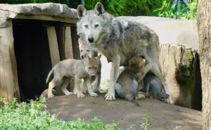 ¡BUENAS NOTICIAS! Nacen 4 crías de lobo mexicano en CDMX, una especie en peligro de extinción