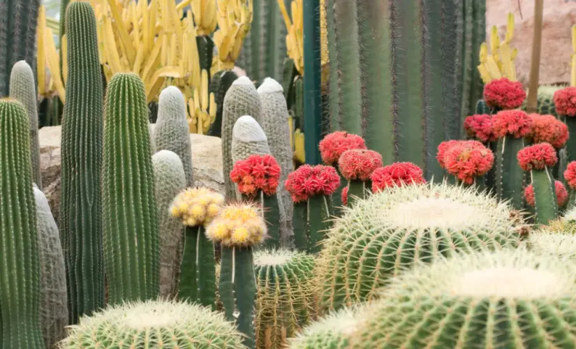 Curiosidades sobre los cactus. Foto: cortesía Curiosidades sobre los cactus. Foto: cortesía.