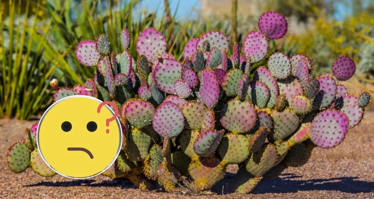 Conoce datos interesantes de los cactus. Foto: cortesía