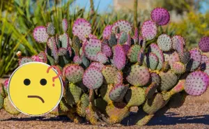 Este cactus nativo de Durango sorprende por su rápido crecimiento