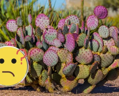 Este cactus nativo de Durango sorprende por su rápido crecimiento