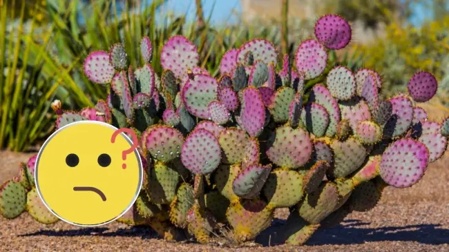 Conoce datos interesantes de los cactus. Foto: cortesía