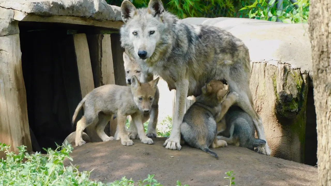 Nacimiento de crías de lobo mexicano. Fotos Secretaría del Medio Ambiente.