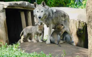 ¡BUENAS NOTICIAS! Nacen 4 crías de lobo mexicano en CDMX, una especie en peligro de extinción