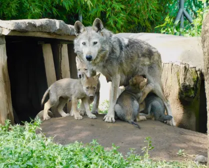 ¡BUENAS NOTICIAS! Nacen 4 crías de lobo mexicano en CDMX, una especie en peligro de extinción
