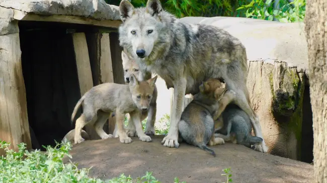 Nacimiento de crías de lobo mexicano. Fotos Secretaría del Medio Ambiente.