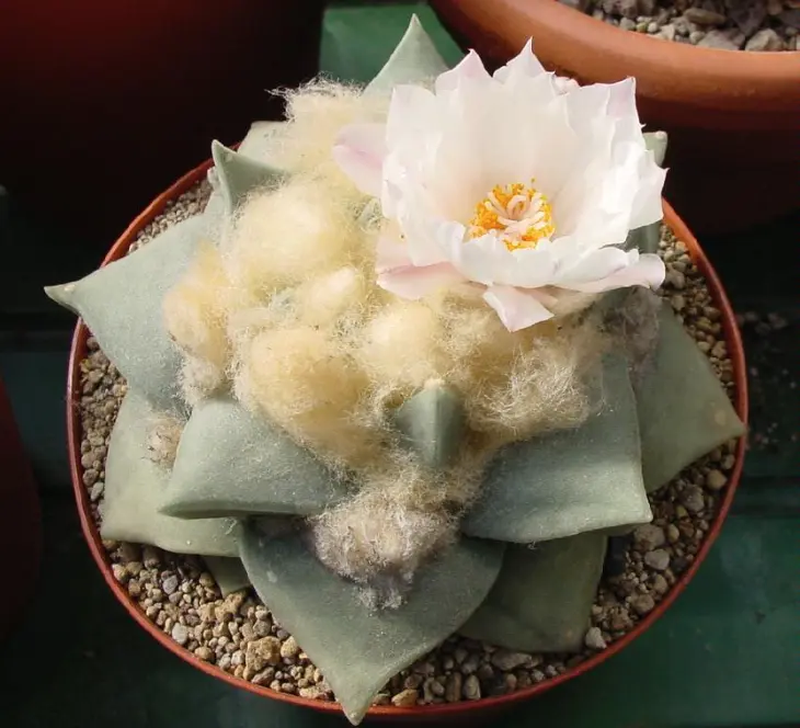 Cactus Ariocarpus Retusus Scheidw, conocido también como Peyote Cimarrón. Foto: cortesía Cactus Ariocarpus Retusus Scheidw, conocido también como Peyote Cimarrón. Foto: cortesía.