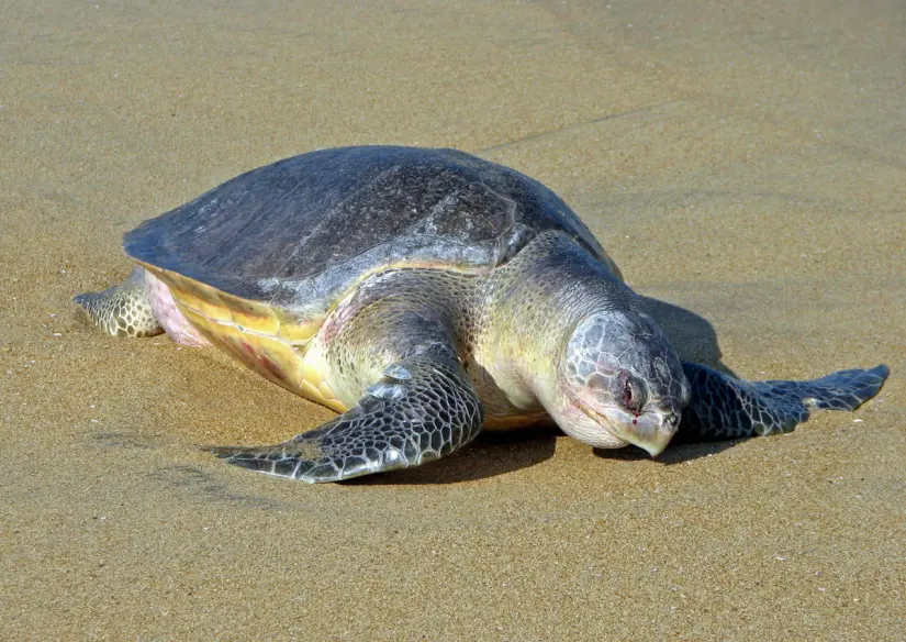 La tortuga golfina suelen ser las especies que más anidan en estas costas. Foto: Cortesía. La tortuga golfina suelen ser las especies que más anidan en estas costas. Foto: Cortesía.