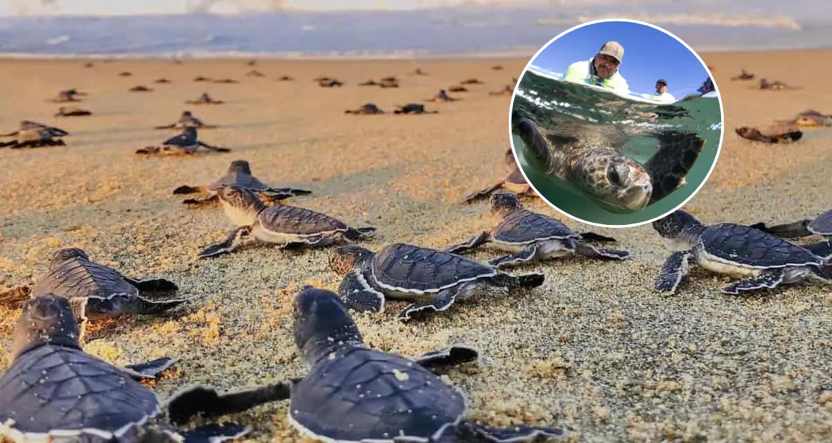 Silencio, están anidando las tortugas marinas llegan a playas de Baja California Sur