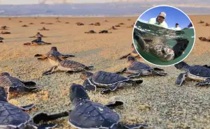 Silencio, están anidando las tortugas marinas llegan a playas de Baja California Sur