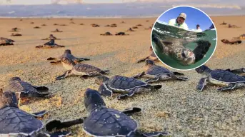 Silencio, están anidando las tortugas marinas llegan a playas de Baja California Sur