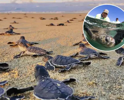 Silencio, están anidando las tortugas marinas llegan a playas de Baja California Sur