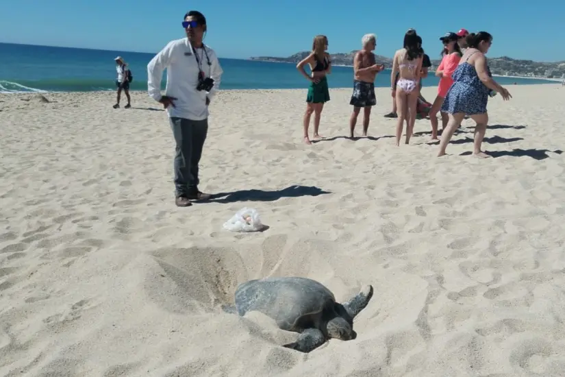 Tortugas marinas se alistan para anidar en costas de Baja Califronia Sur. Foto: Cortesía.