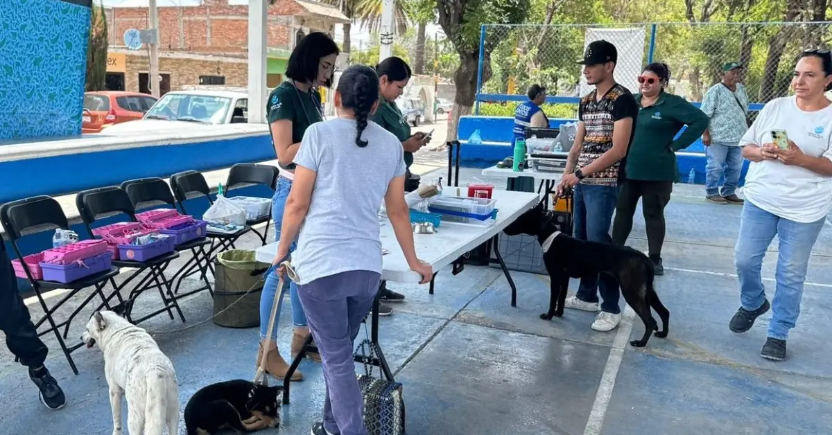 Desparasita y vacuna a tu perrito y gato sin costo en Aguascalientes; fechas y horarios