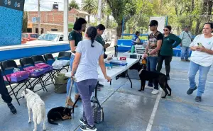 Desparasita y vacuna a tu perrito y gato sin costo en Aguascalientes; fechas y horarios