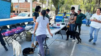 Desparasita y vacuna a tu perrito y gato sin costo en Aguascalientes; fechas y horarios
