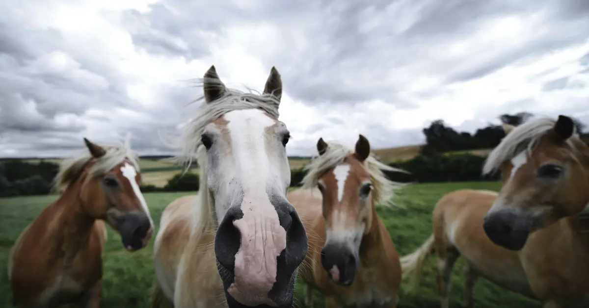 Chagu Chagu Umako: El colorido festival japonés que honra a los caballos y la vida rural