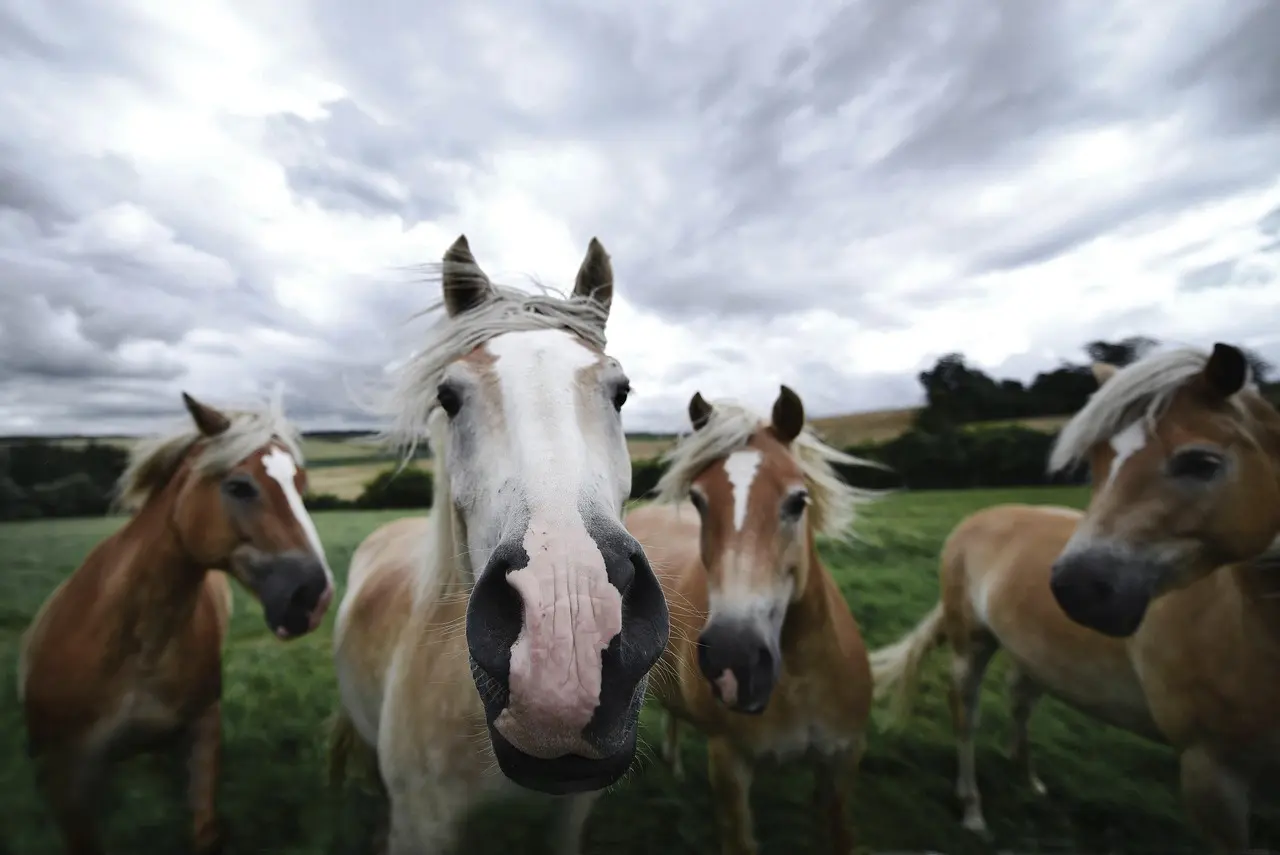 Caballos. Foto. Pixabay.