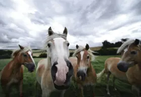 Chagu Chagu Umako: El colorido festival japonés que honra a los caballos y la vida rural