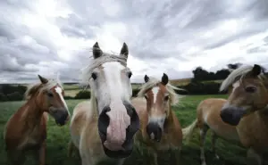 Chagu Chagu Umako: El colorido festival japonés que honra a los caballos y la vida rural
