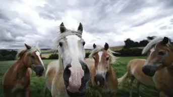 Chagu Chagu Umako: El colorido festival japonés que honra a los caballos y la vida rural