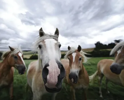 Chagu Chagu Umako: El colorido festival japonés que honra a los caballos y la vida rural