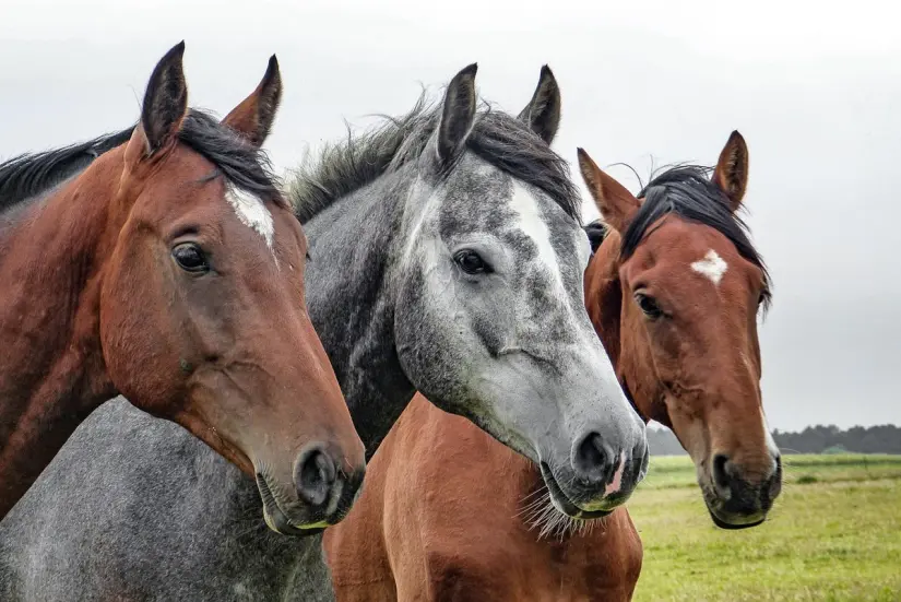Caballos. Foto. Pixabay. Caballos. Foto. Pixabay.