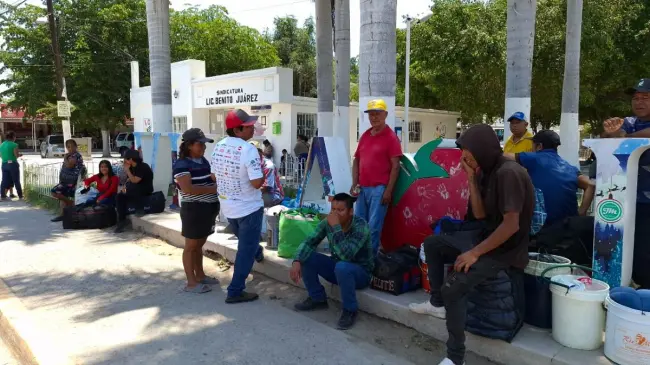 Fin de temporada hortícola, tiempo de migración de miles de jornaleros agrícolas en el valle de Culiacán
