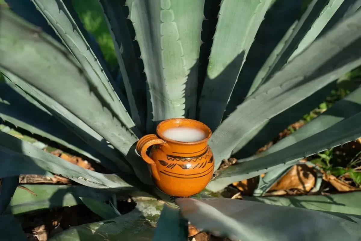 La Feria del Pulque y el Mezcal 2025 llegará a  CDMX: una fiesta de sabores ancestrales