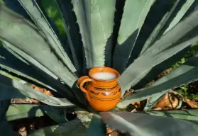 La Feria del Pulque y el Mezcal 2025 llegará a  CDMX: una fiesta de sabores ancestrales