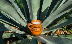 La Feria del Pulque y el Mezcal 2025 llegará a  CDMX: una fiesta de sabores ancestrales