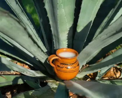 La Feria del Pulque y el Mezcal 2025 llegará a  CDMX: una fiesta de sabores ancestrales
