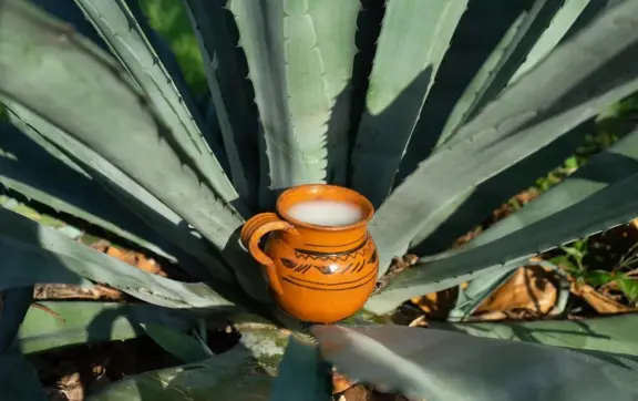 La Feria del Pulque y el Mezcal 2025 llegará a  CDMX: una fiesta de sabores ancestrales